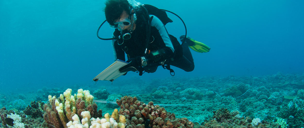 Marine Biologist studies coral reef