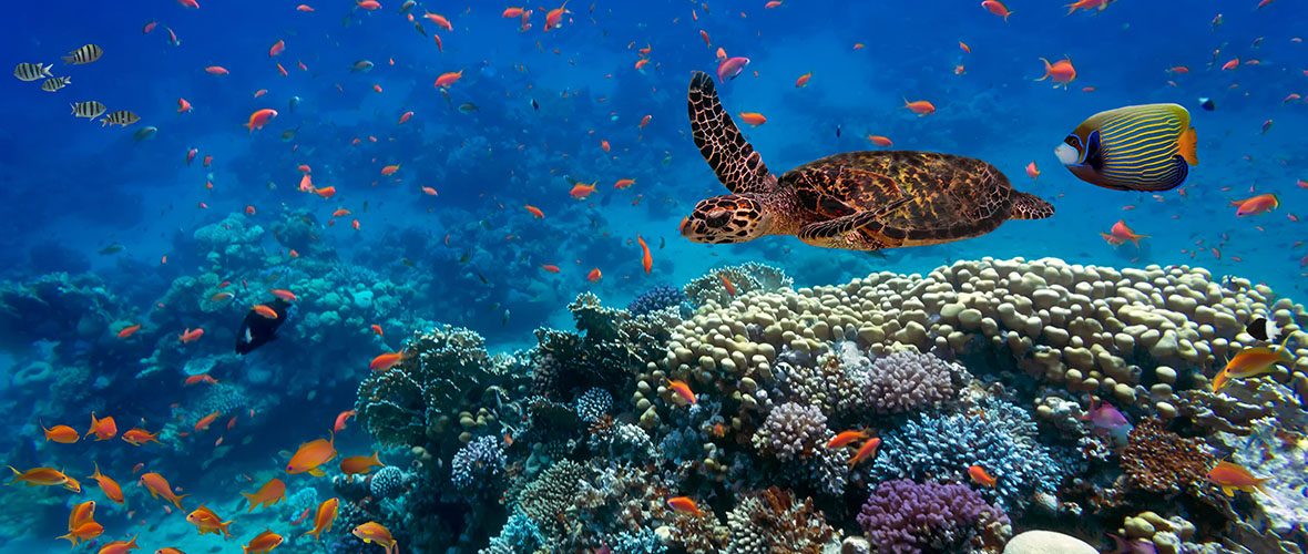 Tropical fish and turtle in the ocean