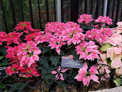 Poinsettias at U.S. Botanic Garden