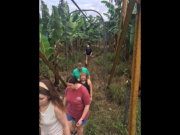 Students touring a banana farm. The metal frame is to hook the fruit and pull it a mile away for packaging.