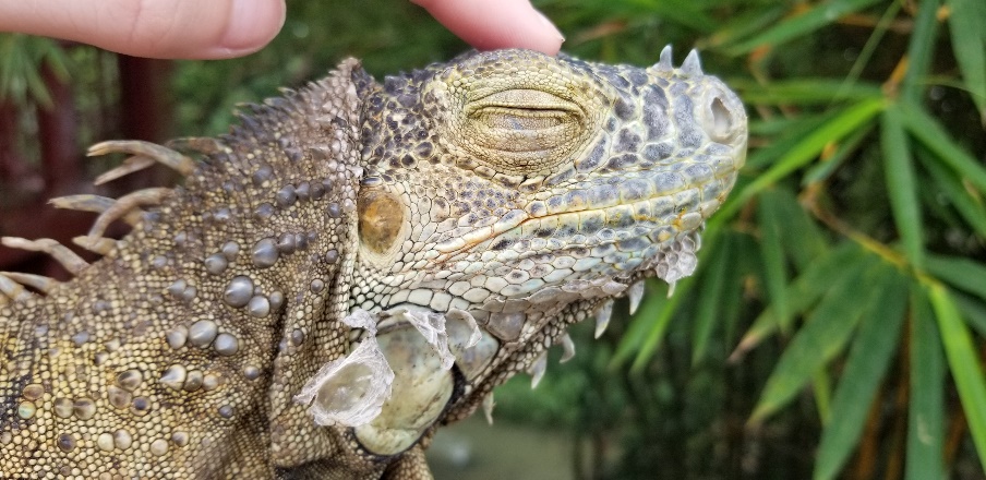 Students spoiled iguanas at a roadside restaurant.