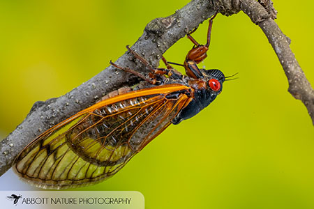 Cicada