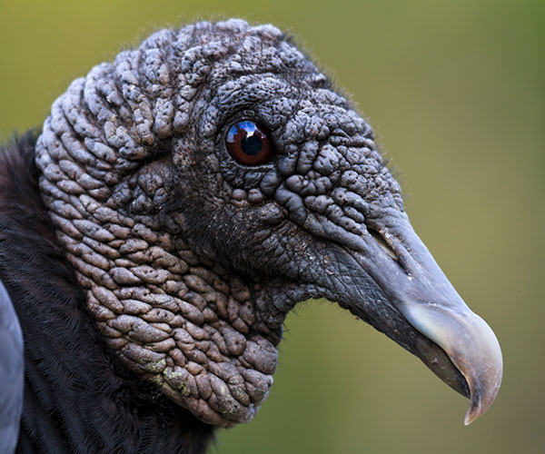 An extreme closeup of one of the two vultures found on the East Coast of the United States -- the Black Vulture (Coragyps atratus). Featherless head and sharp curved beak are perfect for digging into the latest road kill. (William Sherman / Getty Images)