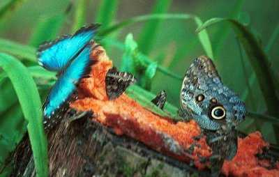 [  BUTTERFLIES EATING PAPAYA ]