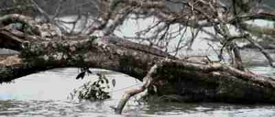 [ CAMOUFLAGED CROCODILE ]