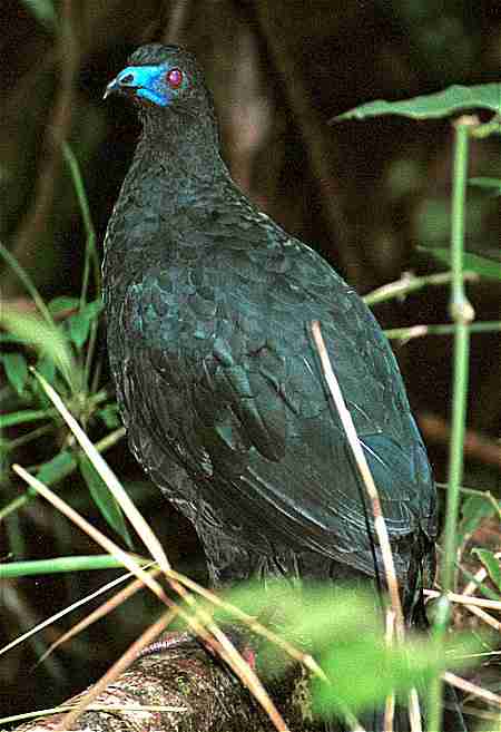 [ BIG OLE FAT BIRD ]