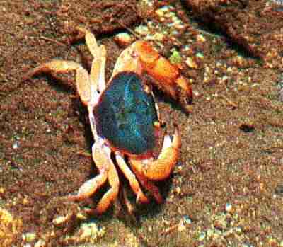 [  FRESHWATER CRAB ]