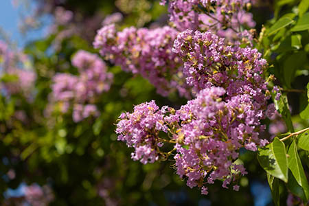 Flowers on campus