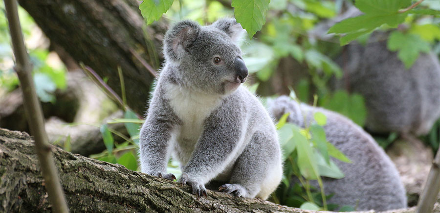 Australia